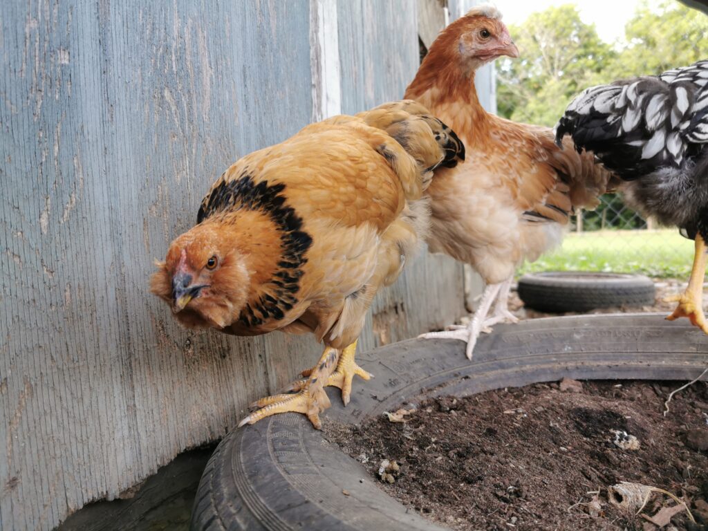 backyard chickens for beginners