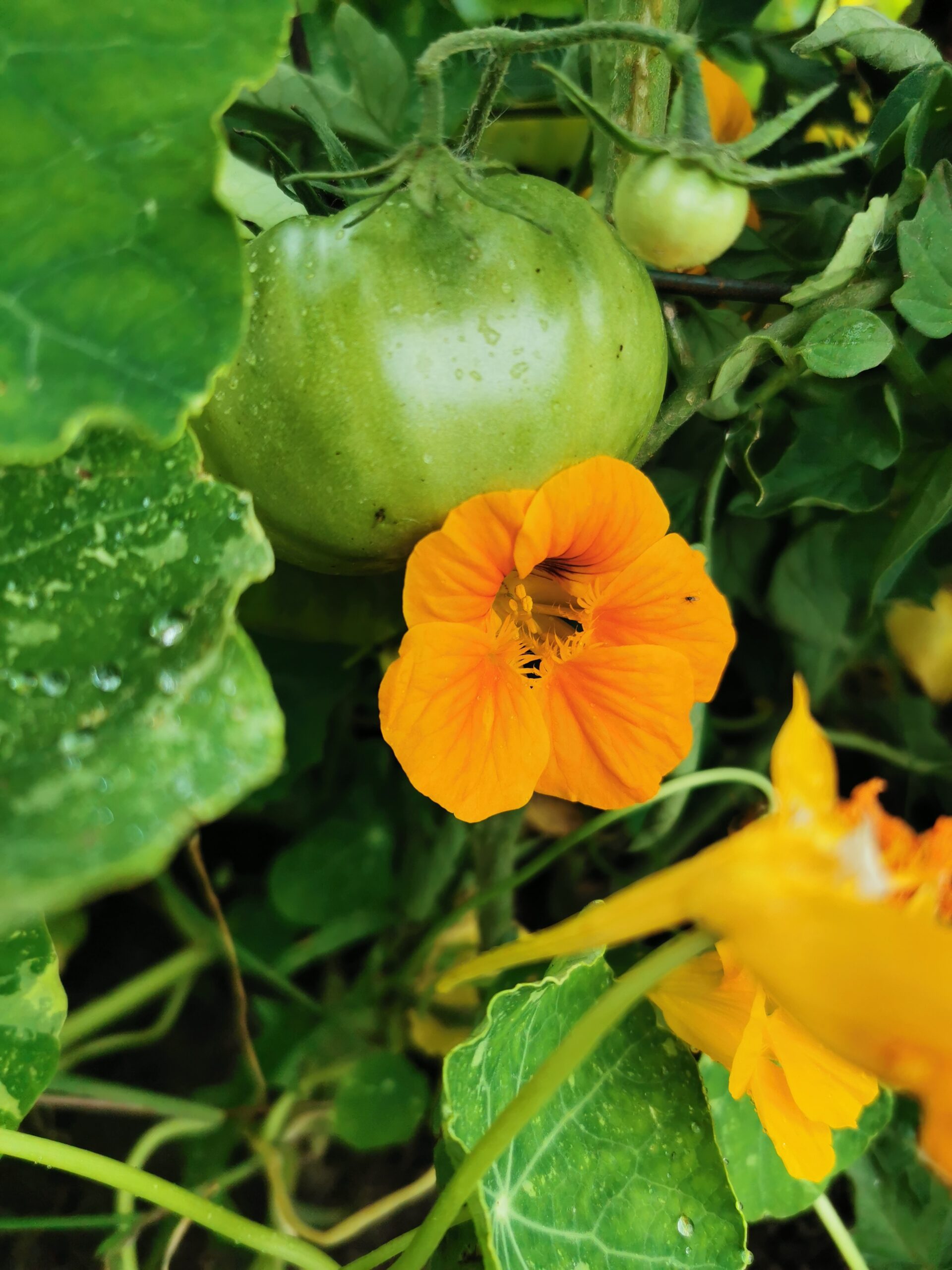 How Companion Planting Is Guaranteed To Transform Your Garden