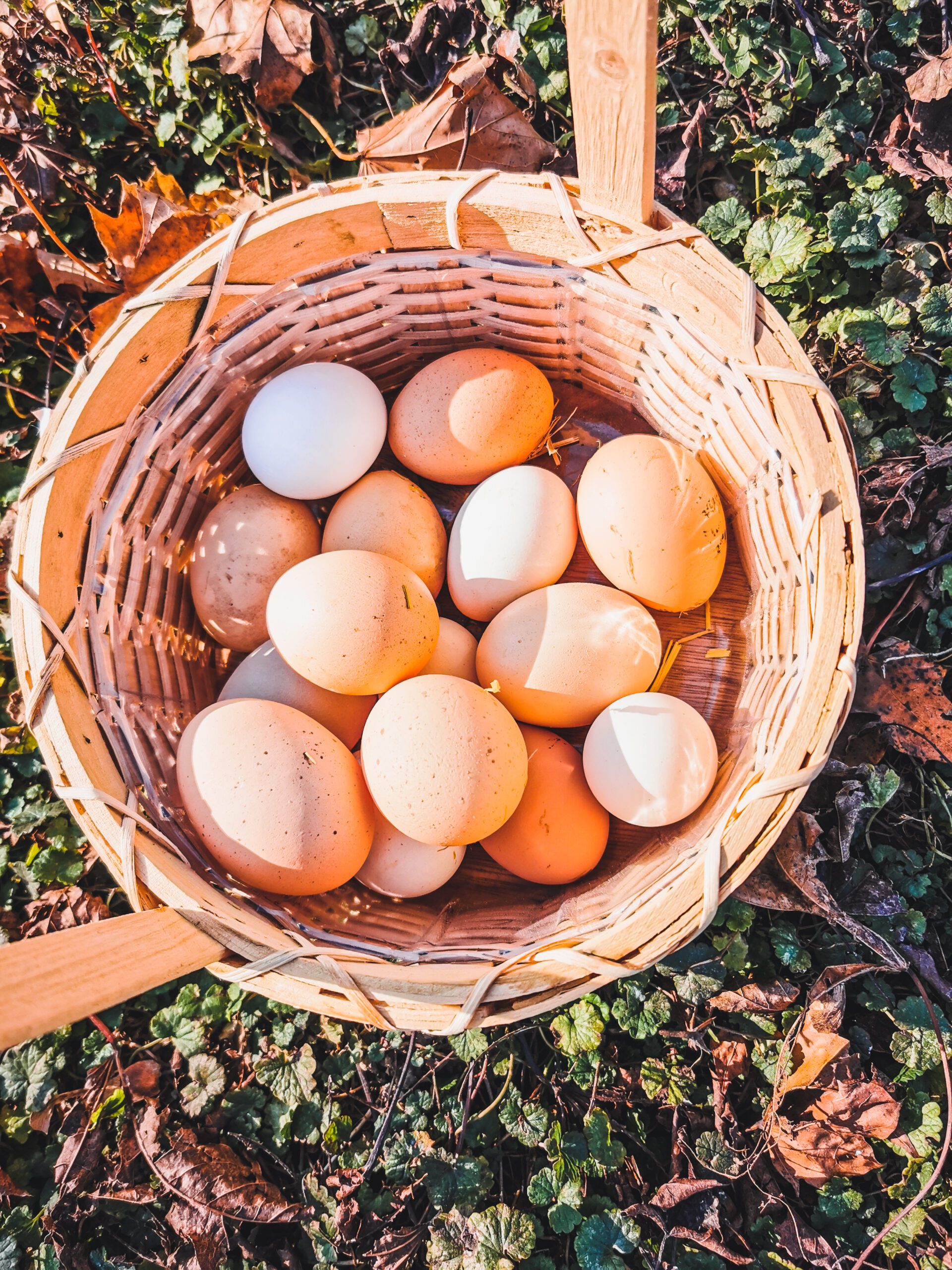 How To Keep Chickens Healthy and Increase Egg Production