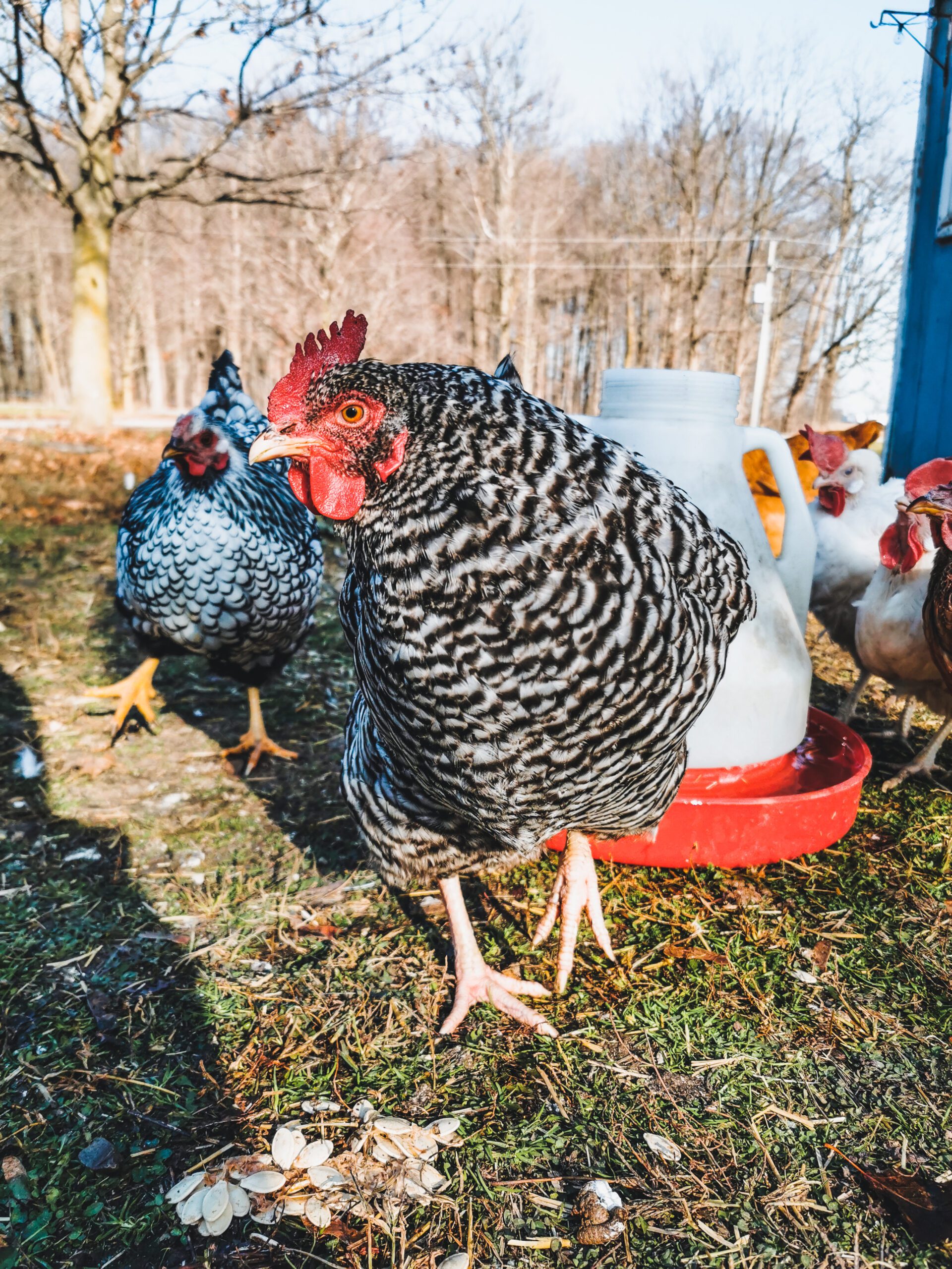 Things You Need To Know Immediately Before Getting Backyard Chickens