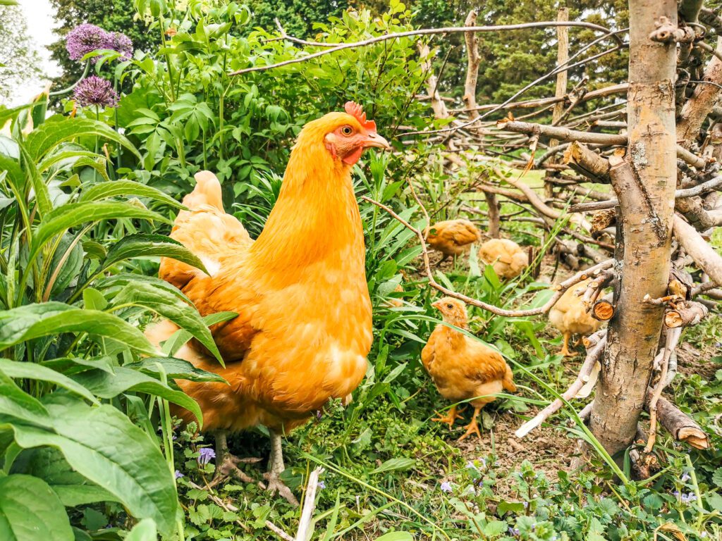 keeping chickens healthy and increase egg production