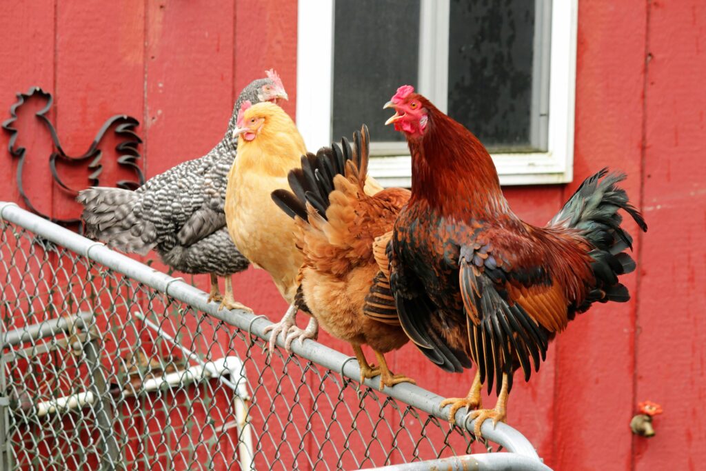 beginner's guide to backyard chickens
