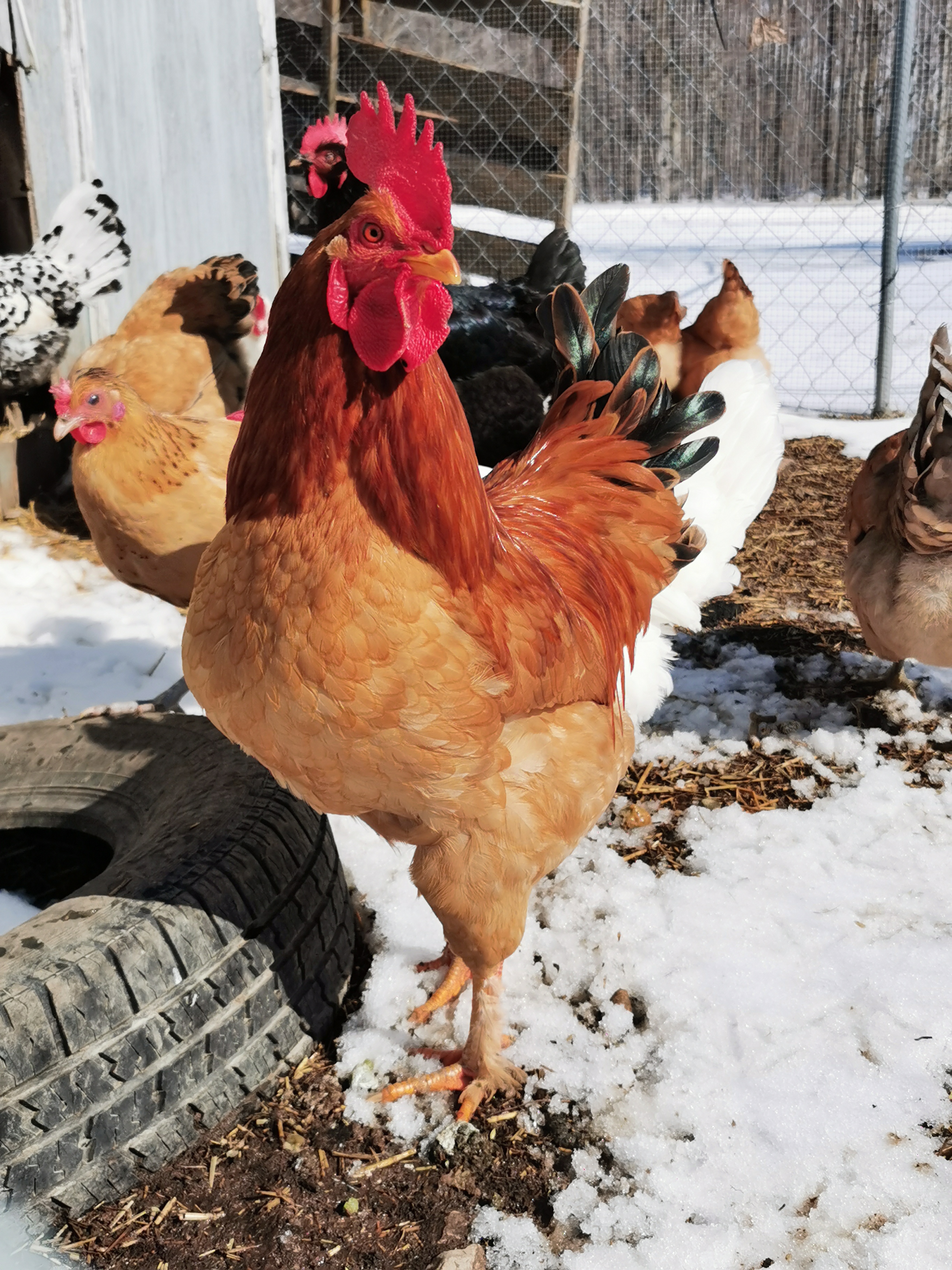 Surprisingly Easy Ways To Keep Chickens Warm In Winter