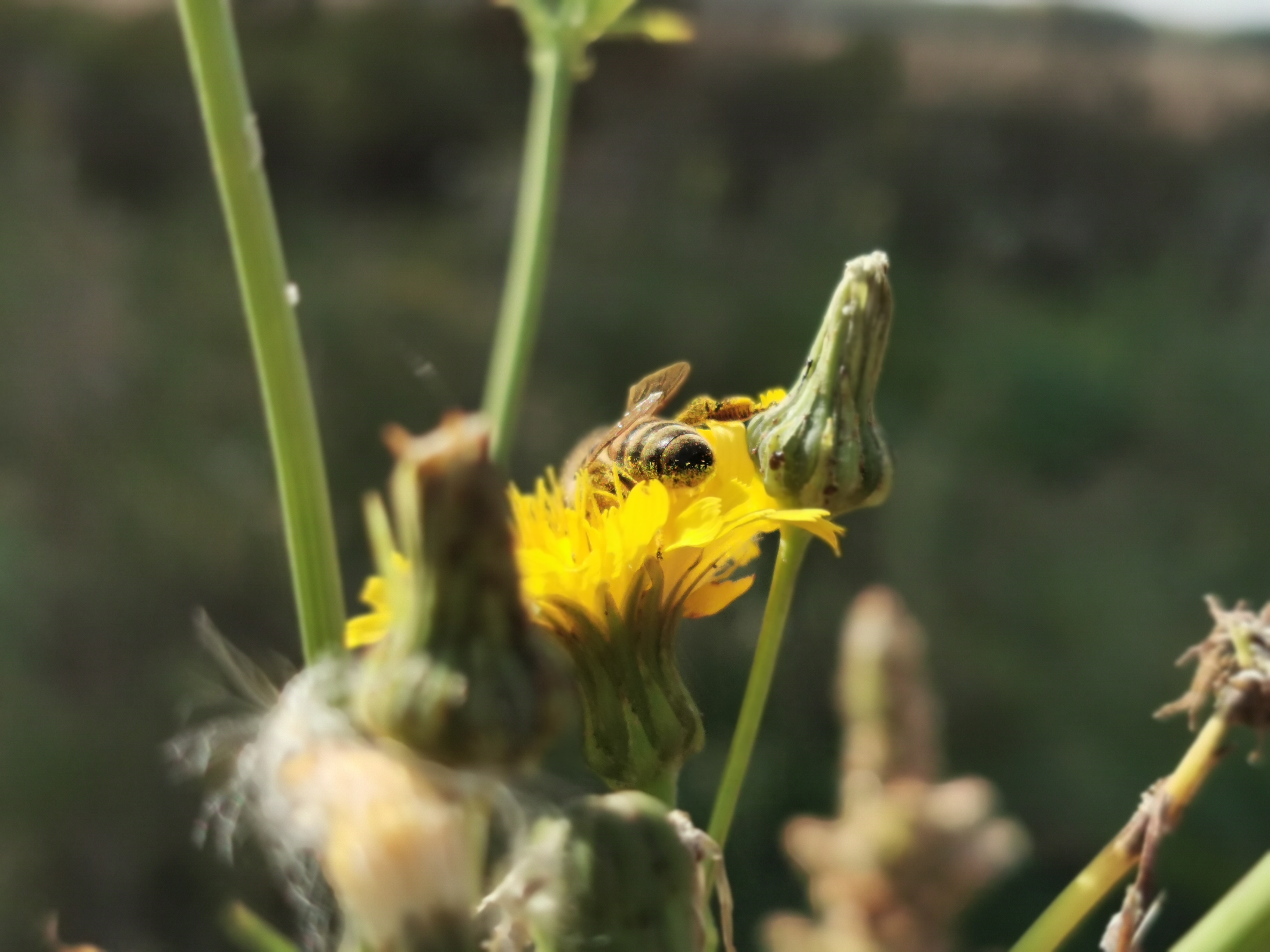 Companion Planting Attracts Pollinators