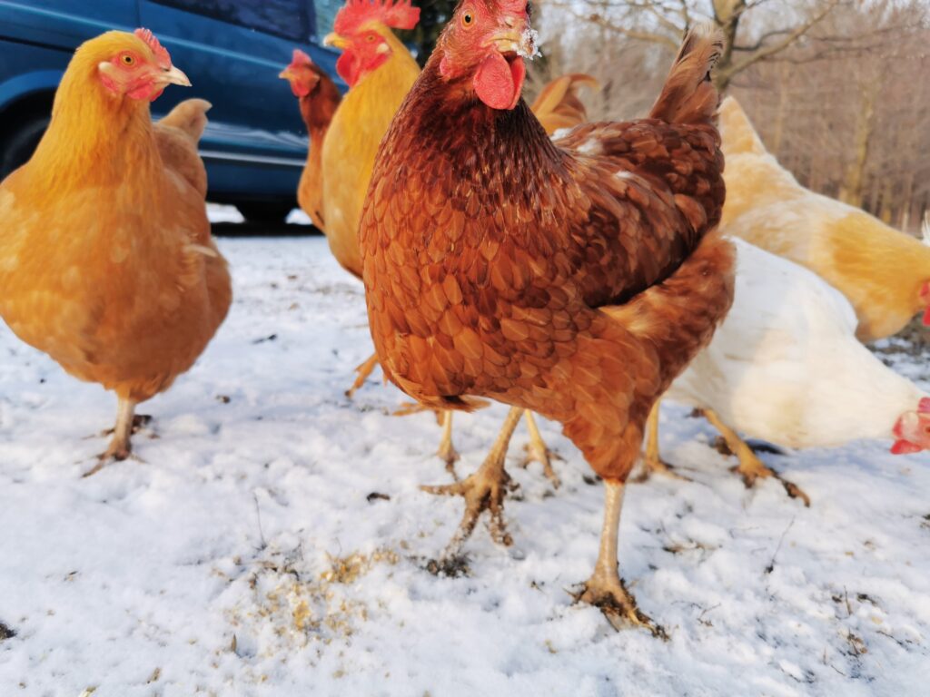 keep chickens warm with lots to do this winter