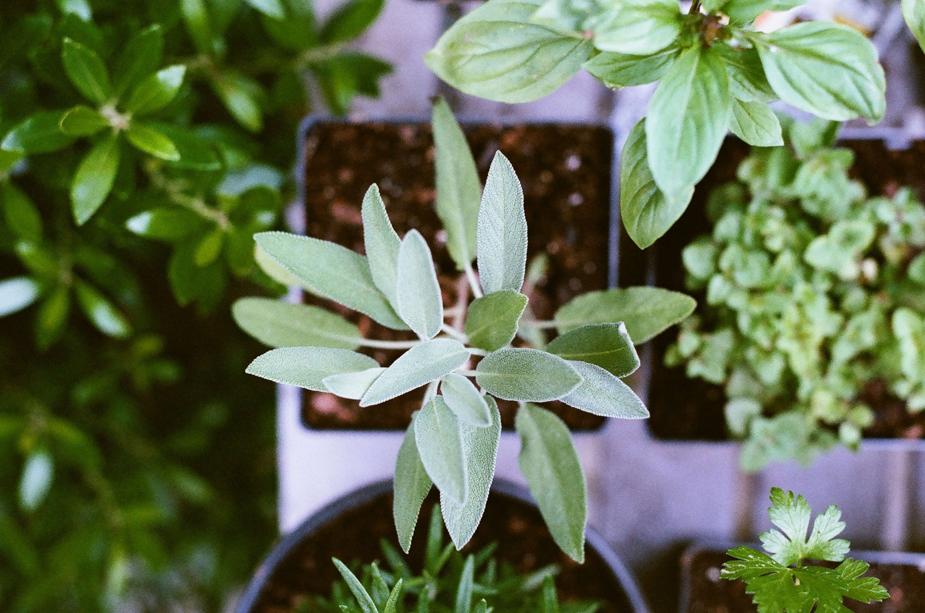 Secrets You Need To Know Starting Seeds Indoors