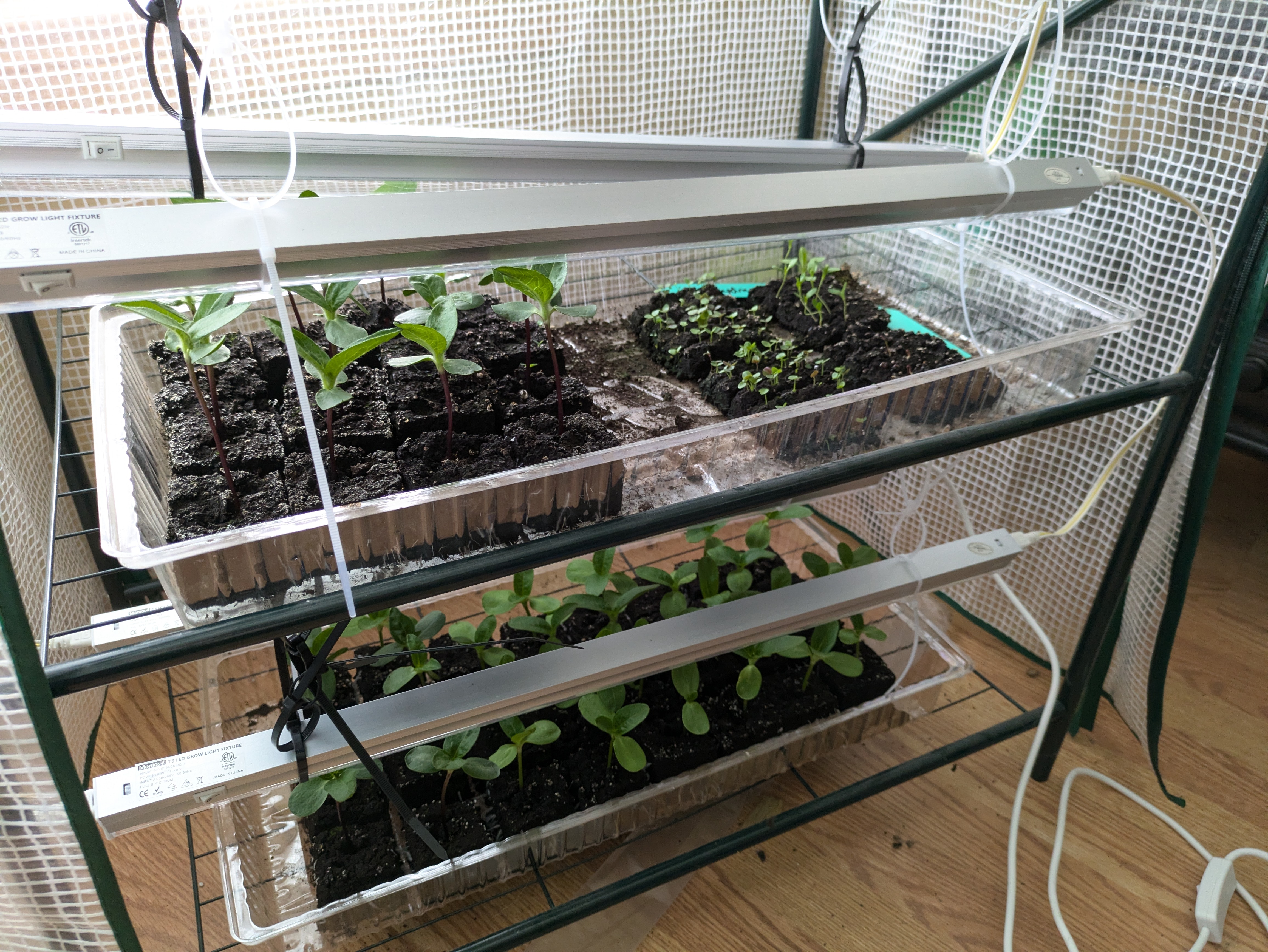 starting seeds indoors with lighting and greenhouse