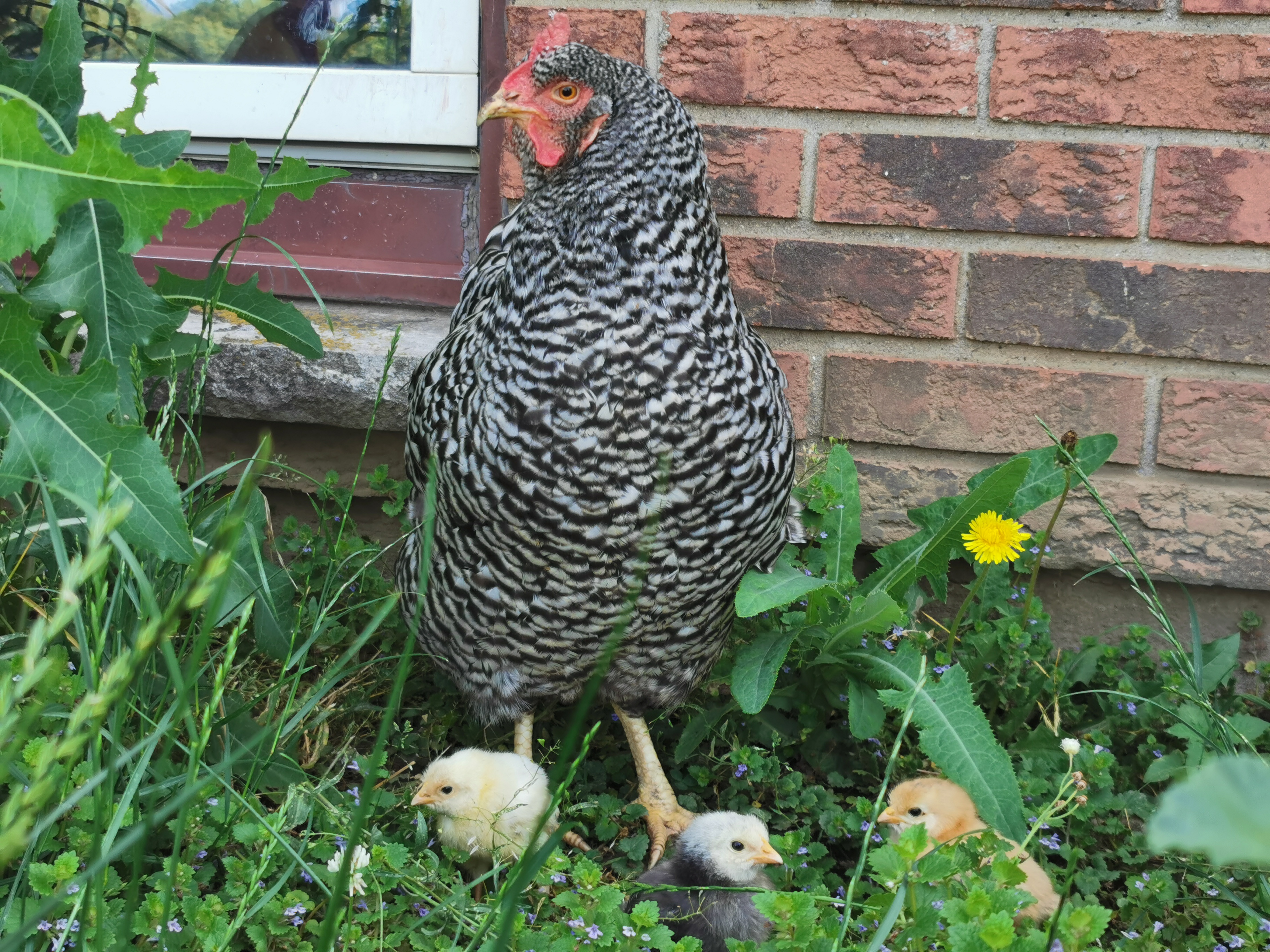 Things You Need To Know Immediately Before Getting Backyard Chickens