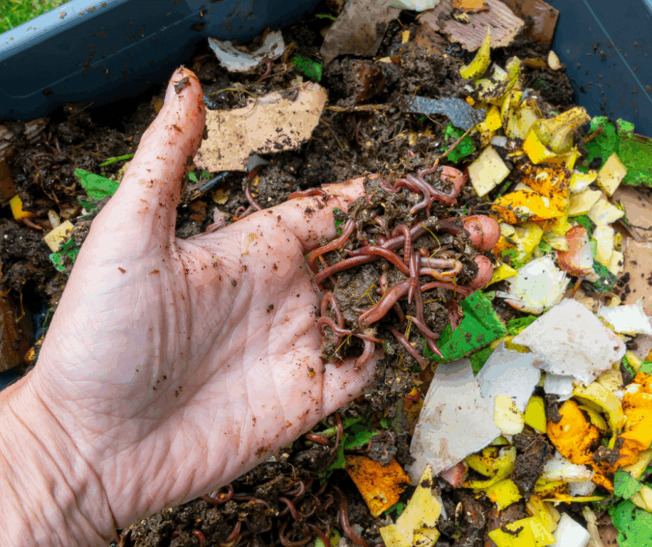 how to worm compost