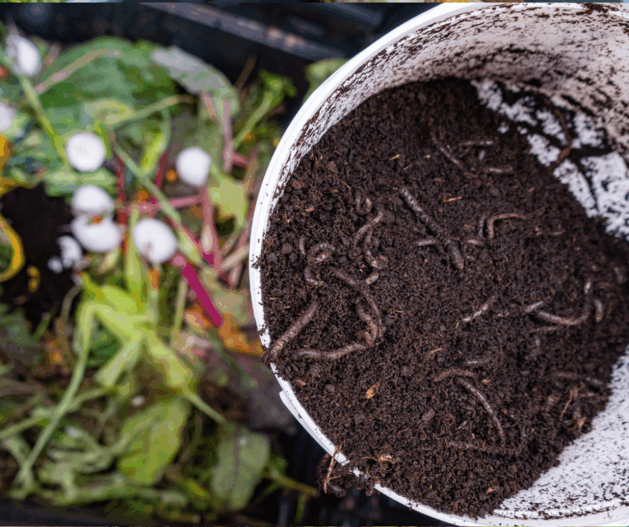 Unearthing the Magic Ways of Vermicomposting