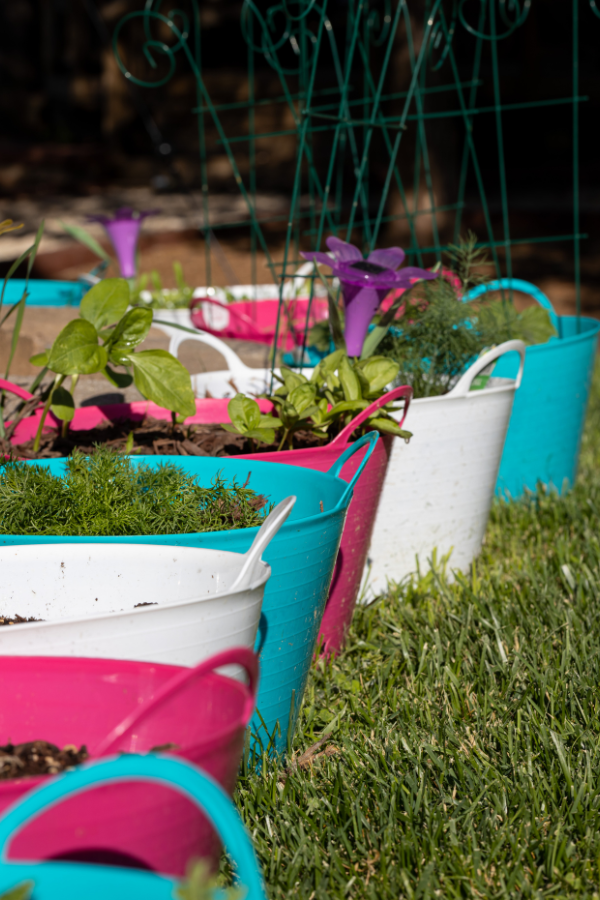 Why Container Gardening is Surprisingly Cheap and Easy!