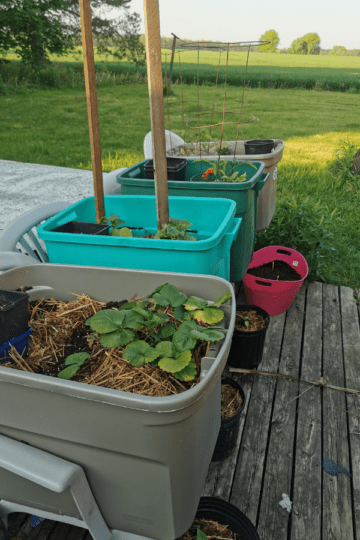 container gardening in totes