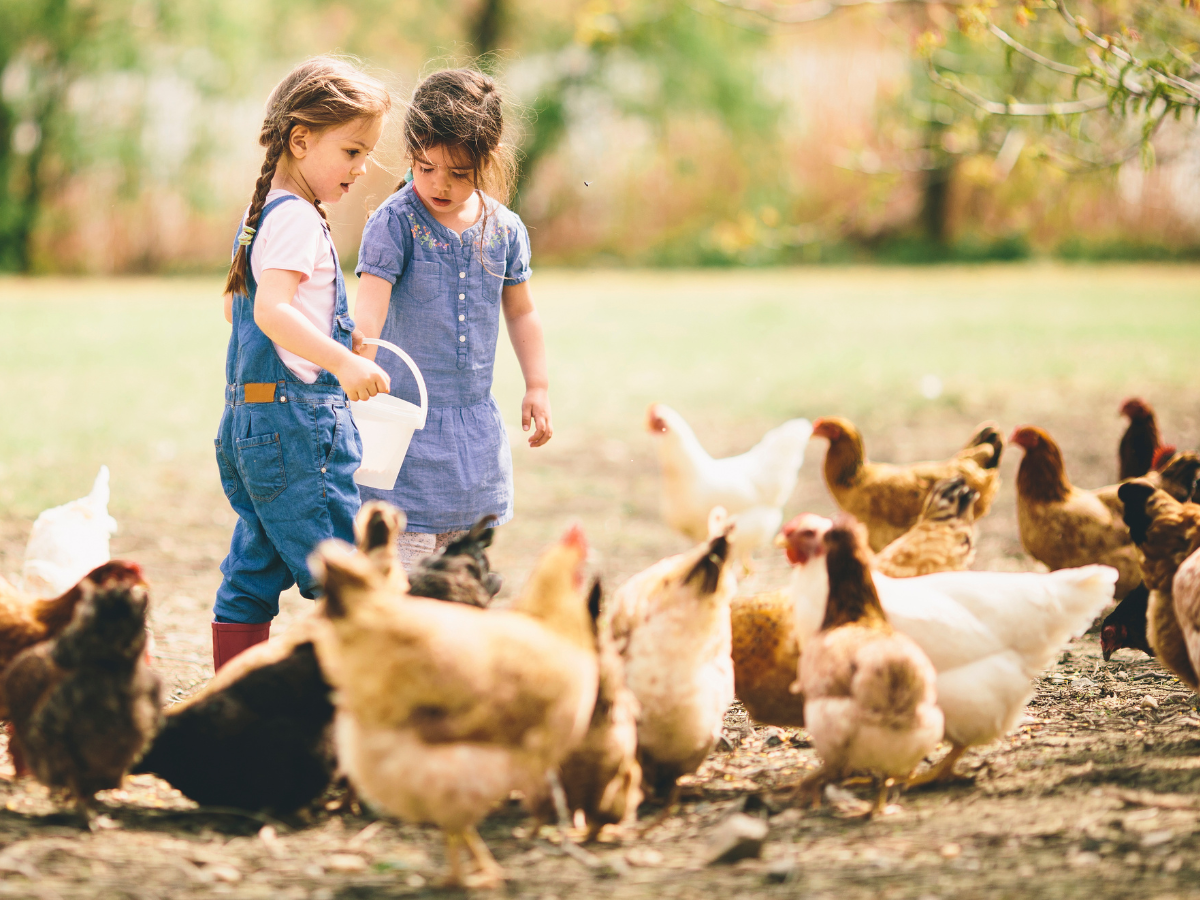 The 10 Best Chicken Breeds For Kids Right Now