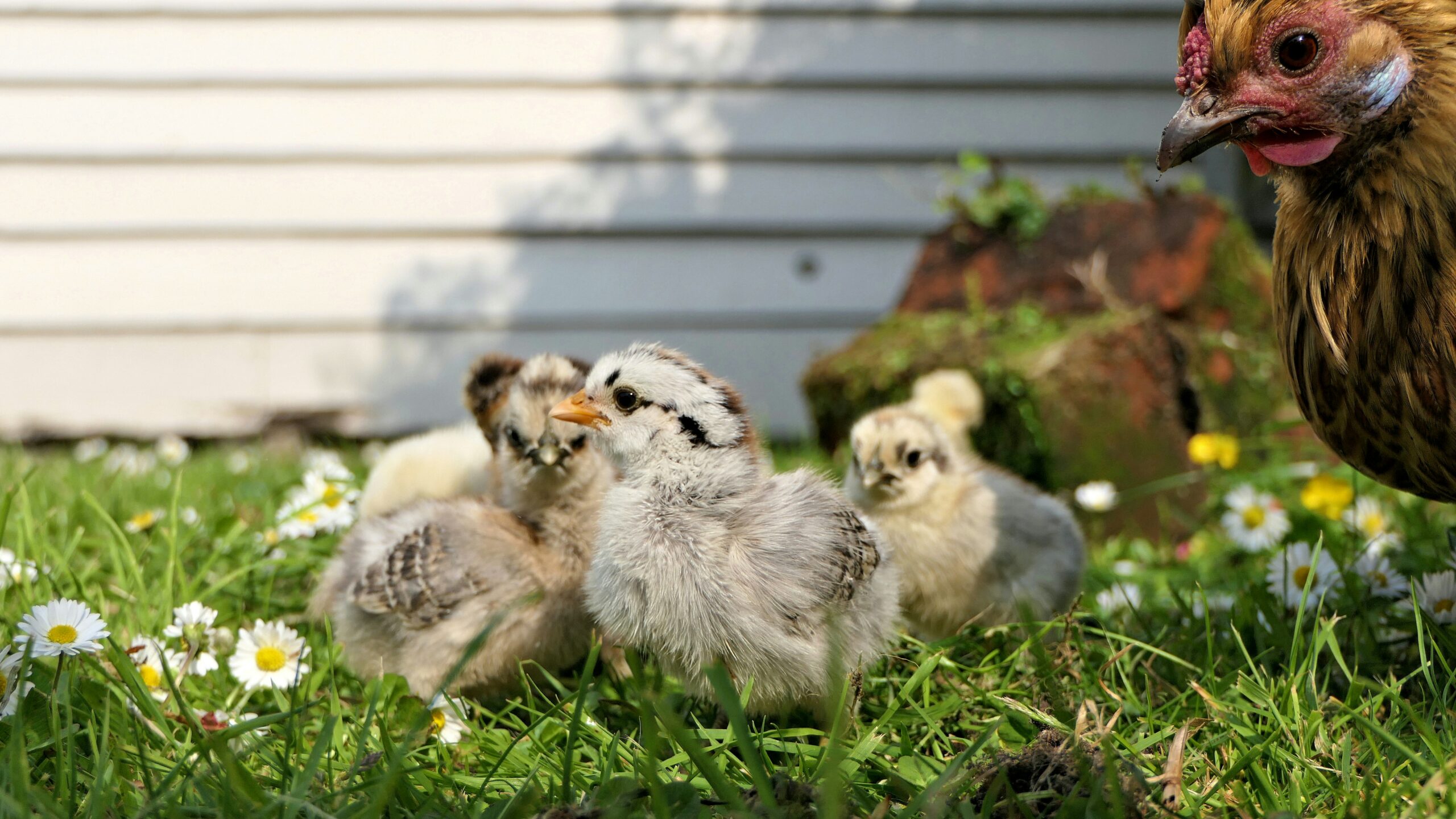 Ultimate Guide You Need To Read Before Raising Baby Chicks