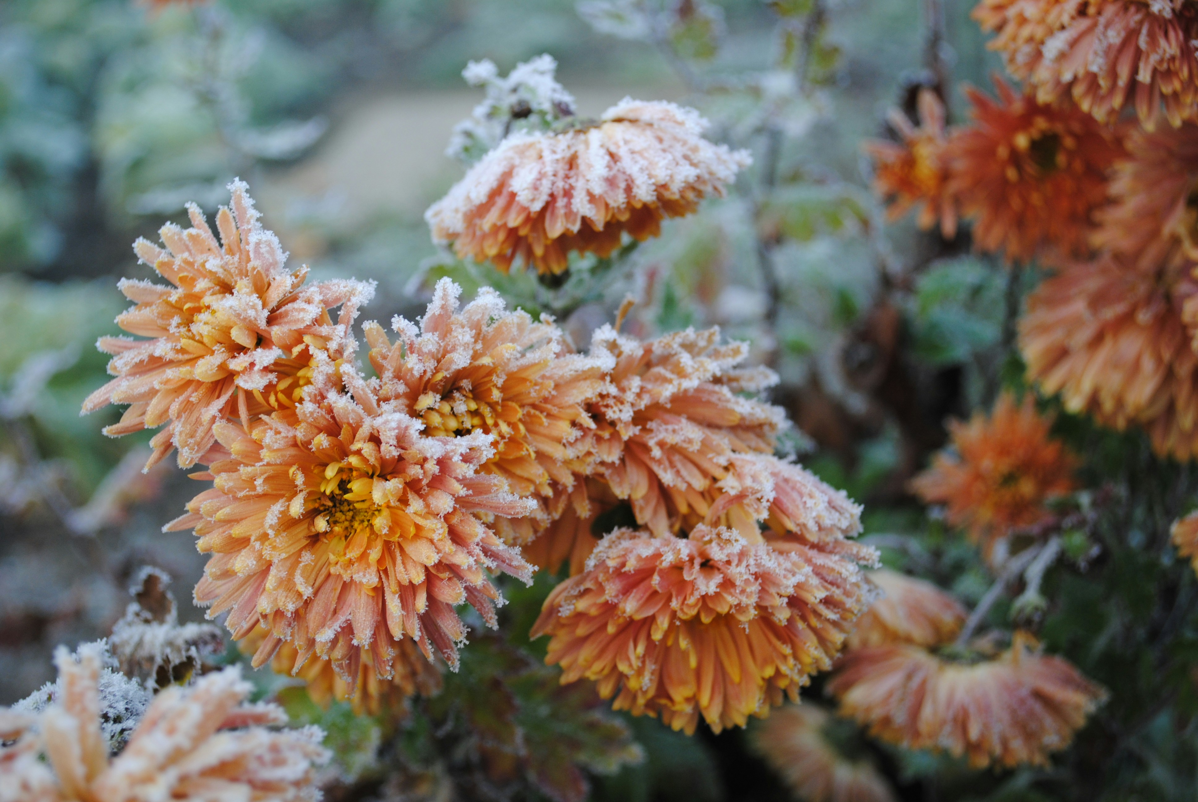 How To Prepare Your Garden For Winter Like A Pro!