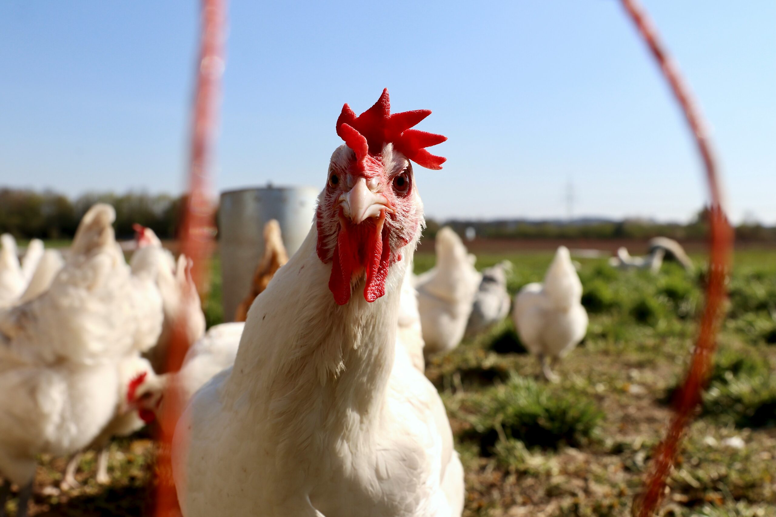 The Complete Step-by-Step Guide to Raising Meat Chickens