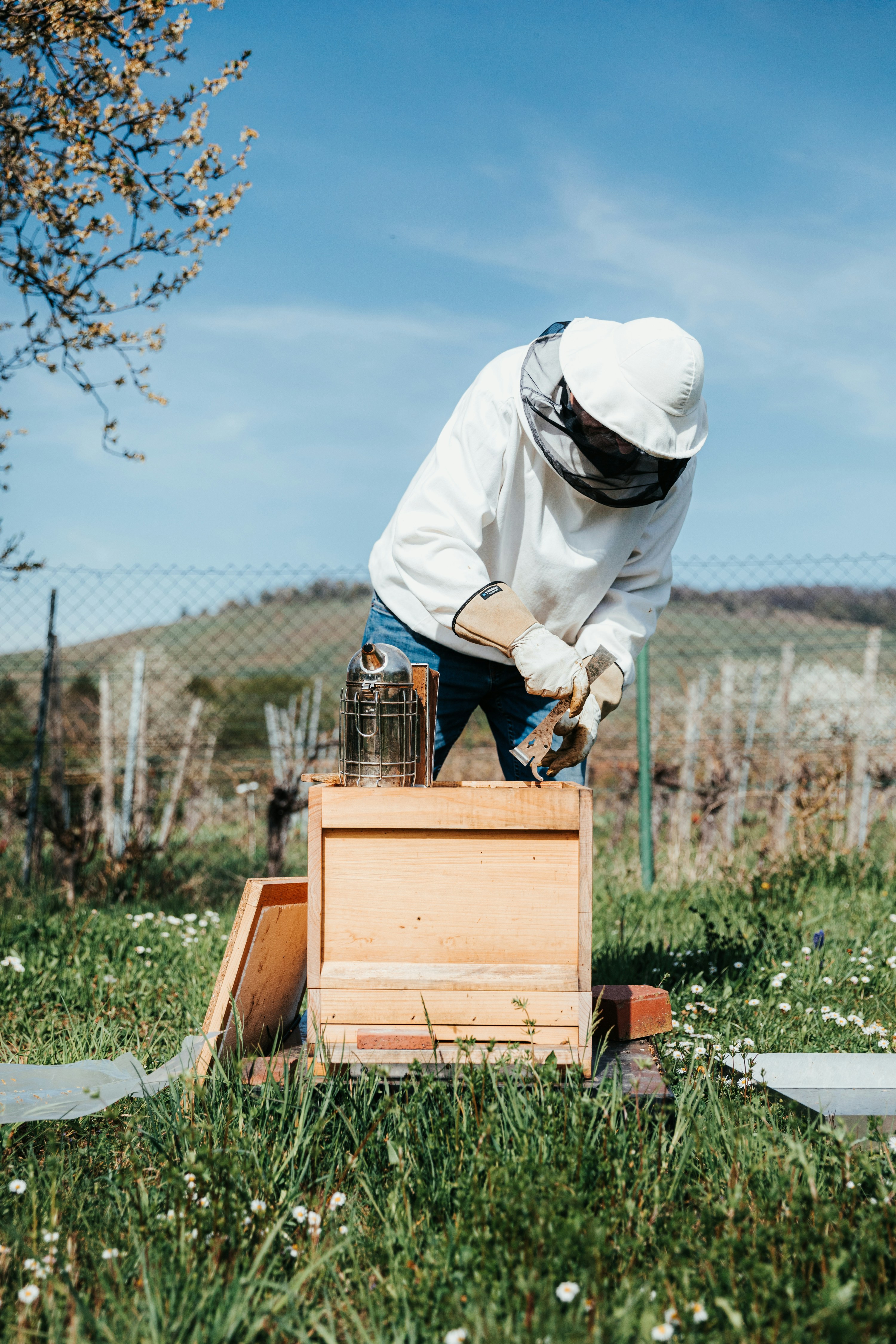 Ultimate Guide to Beekeeping for Beginners