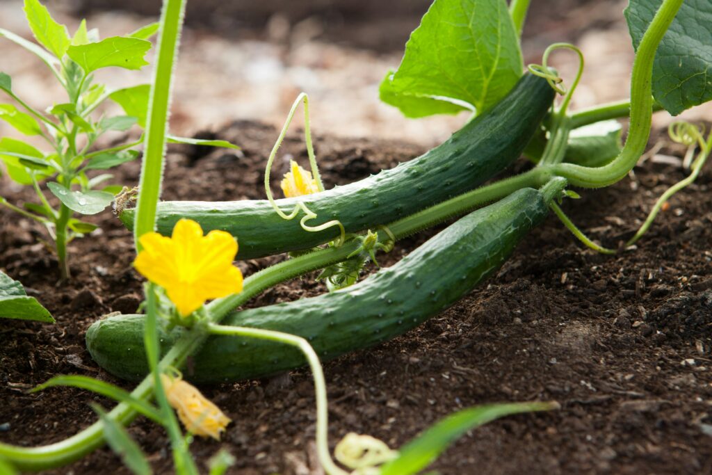 How to Grow Cucumbers: A Step-by-Step Guide