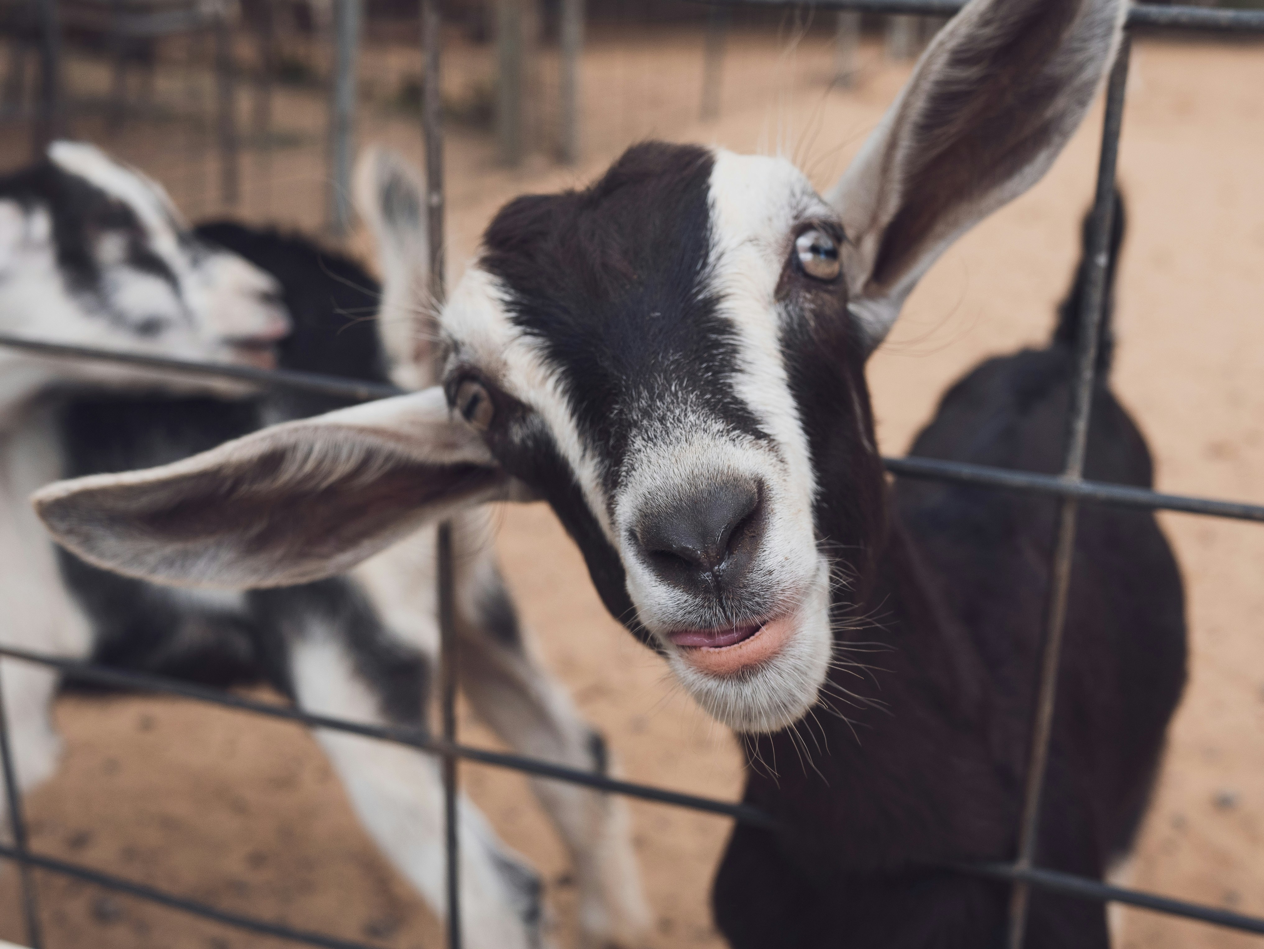 the right goat breeds for small homesteads