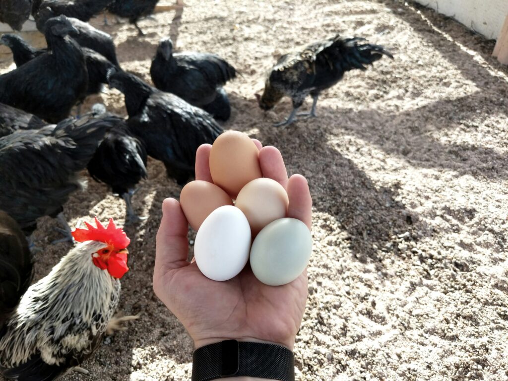 Backyard Chickens: The Proven Solution to Rising Egg Prices and Food Security