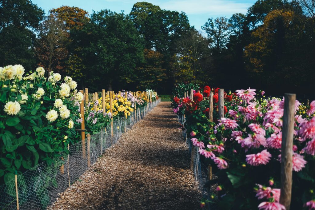 row dahlia garden layout