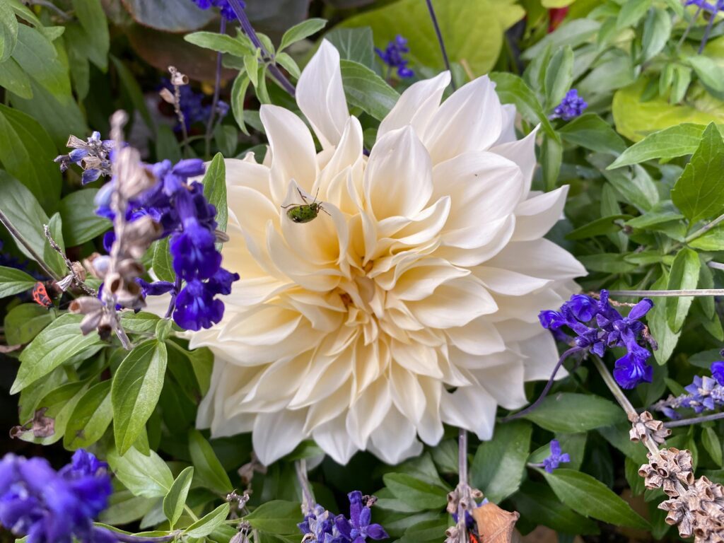 companion planting dahlia garden layout