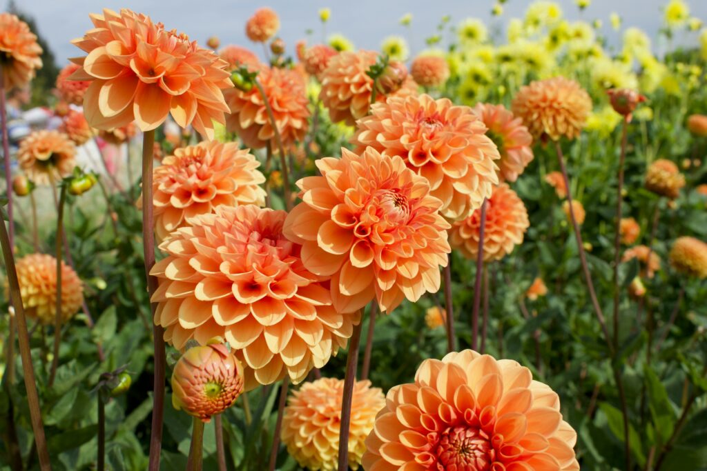dahlia garden layout